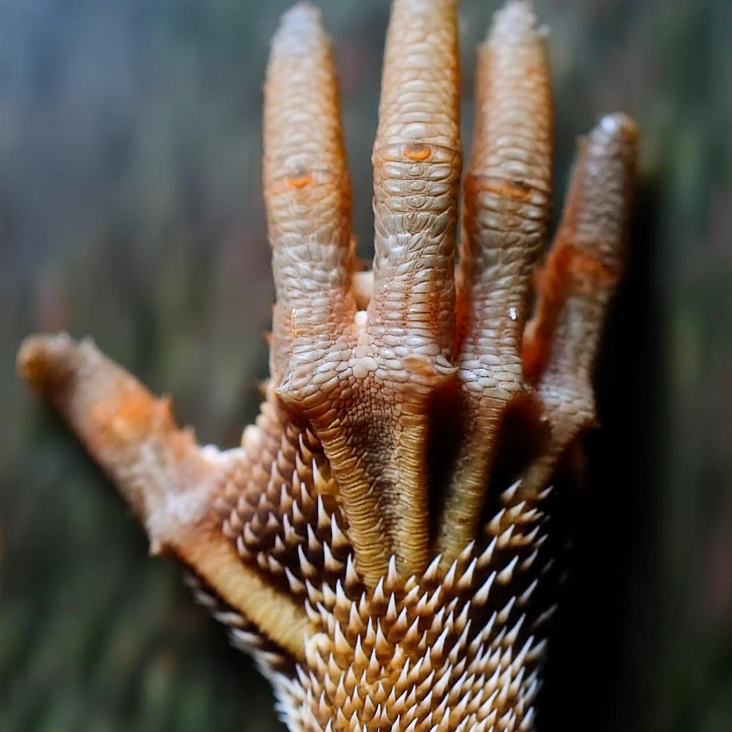 Lizard hand Artse gloves template perfect for use in art, graphics, and fashion.